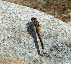 Sympetrum danae