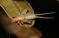 Ornebius bimaculatus