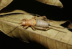 Ornebius bimaculatus