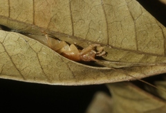 Ornebius bimaculatus