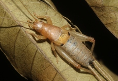 Ornebius bimaculatus