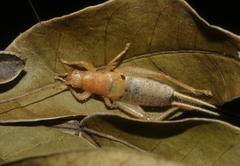 Ornebius bimaculatus