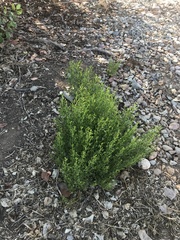 Baccharis sergiloides