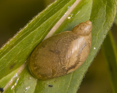 Succinea putris