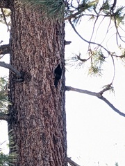 Dryobates albolarvatus