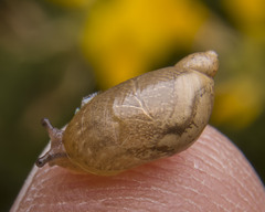 Succinea putris