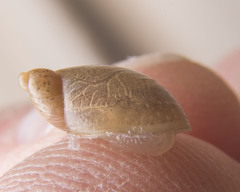 Succinea putris