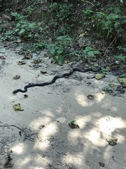 Masticophis flagellum flagellum