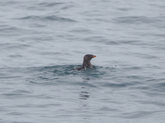 Cerorhinca monocerata