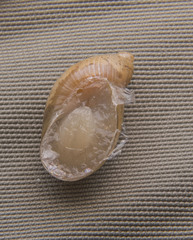Succinea putris