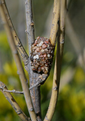 Dianthidium
