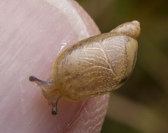 Succinea putris
