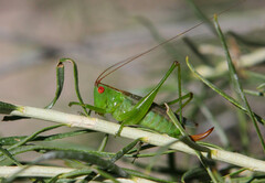 Orchelimum silvaticum