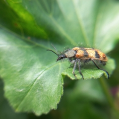 Astylus trifasciatus