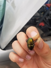 Geotrupes splendidus