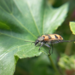 Astylus trifasciatus