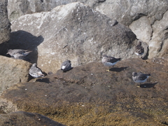 Calidris virgata