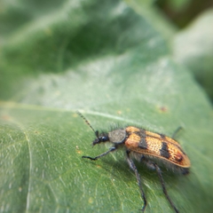 Astylus trifasciatus