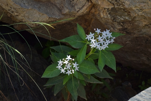 Pentas lanceolata lanceolata