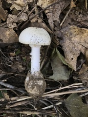 Amanita bisporigera
