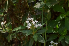 Pentas lanceolata lanceolata