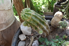 Echinopsis calochlora
