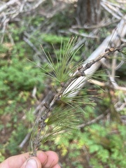 Larix occidentalis