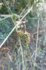 Carex extensa
