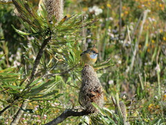 Stipiturus malachurus