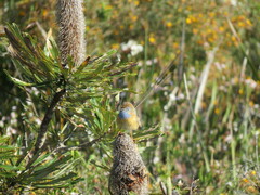 Stipiturus malachurus