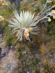 Espeletia