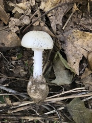 Amanita bisporigera