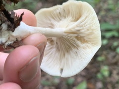 Clitocybe odora