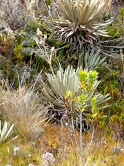 Espeletia