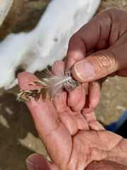 Thinocorus orbignyianus