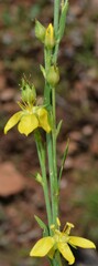 Linum neomexicanum