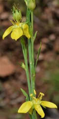 Linum neomexicanum