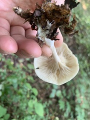 Clitocybe odora