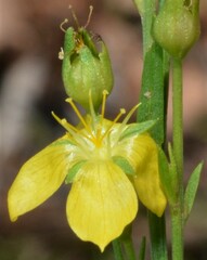 Linum neomexicanum