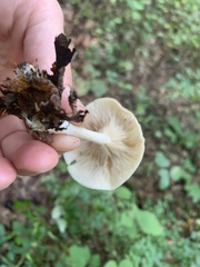 Clitocybe odora