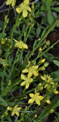Linum neomexicanum