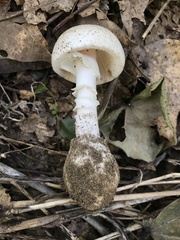 Amanita bisporigera
