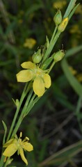 Linum neomexicanum