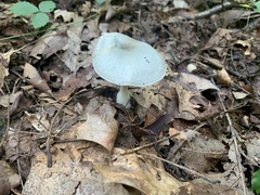 Clitocybe odora