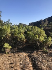 Baccharis sarothroides