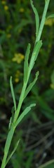 Linum neomexicanum