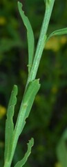 Linum neomexicanum