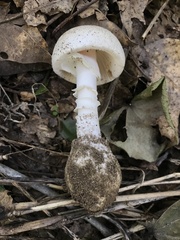 Amanita bisporigera
