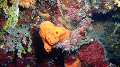 Hyattella cavernosa