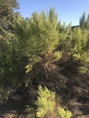 Baccharis sarothroides